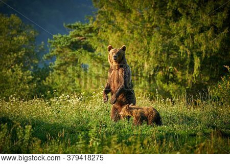Brown Bear Family In The Grass In The Meadow