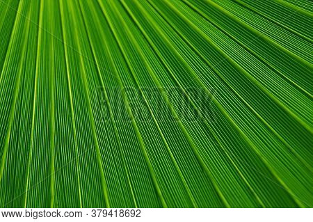 Abstract Leaf Plant Backgrounds Botany Green Field