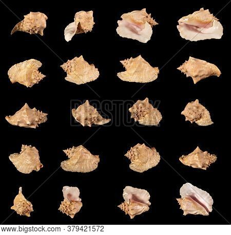 Set Of Sea Shell Isolated On A Black Background. Beautiful Seashell Close-up. In Different Angles. L
