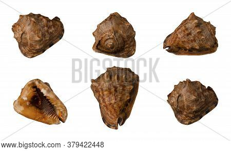 Large Seashell On White Background, Isolated, Shot From Six Angles Close-up