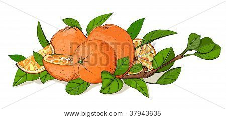 frische Orangen und BlÃ¤tter Zusammensetzung