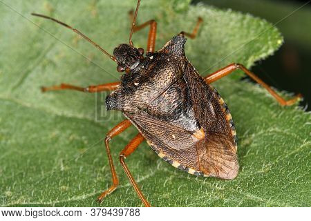 Forest Shield Bug (pentatoma Rufipes) From Above.