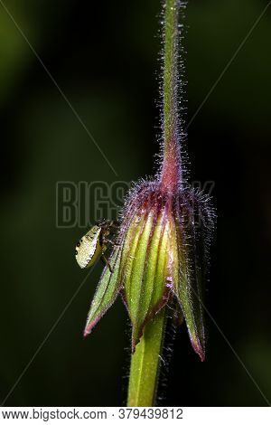 Common Green Shield Bug Nymph  (palomena Prasina)