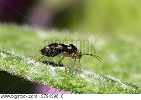 Liocoris Tripustulatus Feeding On Sap From A Leaf.