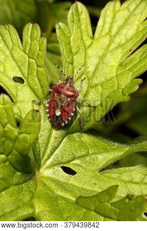 Sloe Shieldbug (dolycoris Baccarum) Crawling Up A Leaf.
