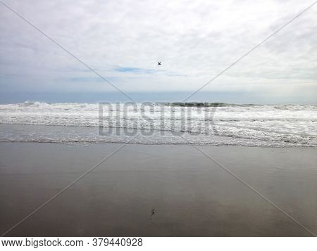 Gull Flying Over Sand Beach And The Pacific Ocean In Mejia, Arequipa / Peru
