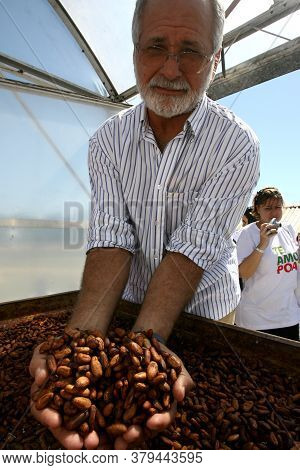 Ilheus, Bahia / Brazil - August 7, 2011: Dried Cacao Seeds Are Seen In A Fruit Plantation Farm In Th