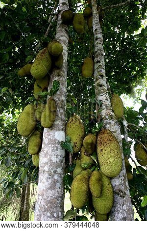 Itabuna, Bahia / Brazil - December 20, 2011: Jaqueira And Its Fruits Are Seen In The City Of Itabuna