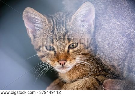 Portrait Of Young Wild Forest Cat. The European Wildcat Is A Wildcat Species Native To Continental E