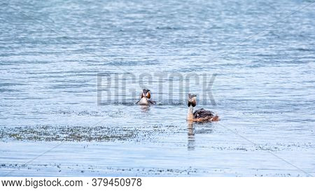Two Waterfowl Birds Great Crested Grebes Swim In The Lake. The Great Crested Grebe, Podiceps Cristat