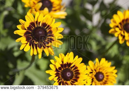 Yellow Flowers With Black And Red In The Middle Seen From Above