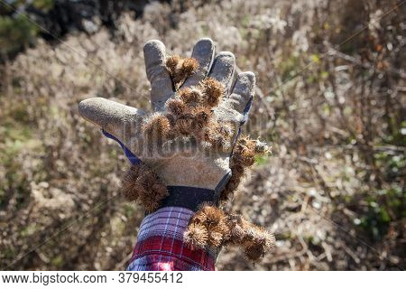 Burdock burrs stuck on work glove outdoors
