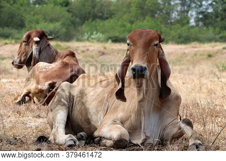 Two Cows Laying Down In The Grassland. One Focus And One Out Focus.
