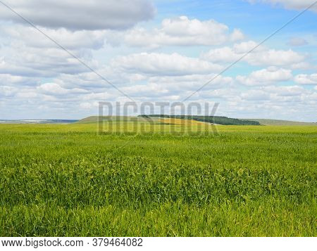 Wheat Green Field And Beautiful Countryside Scener