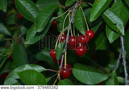 Sour Cherry (prunus Cerasus) In Orchard.red Cherry (cerasus) Stone-fruits On A Branch.