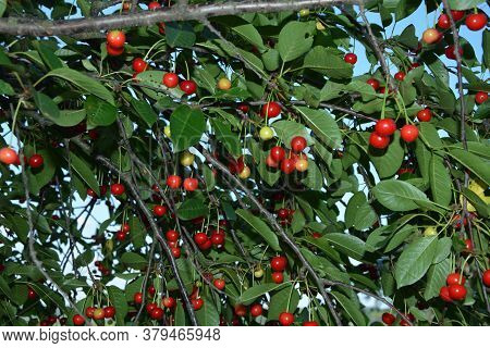 Sour Cherry (prunus Cerasus) In Orchard.red Cherry (cerasus) Stone-fruits On A Branch.