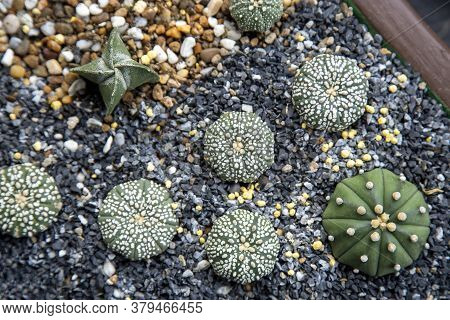 Cactus (astrophytum Asterias) With Little Stone In Pot