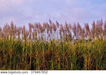 Sugarcane Field With White Flowers And Green Colored Grass Against The White Sky