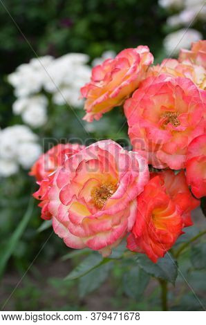 Light Pink Roses In The Garden With Diffrent Types Of Roses