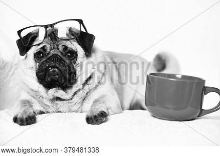 Cute Pug Dog With Red Mug On Chair Near Red Mug For Coffee Or Tea