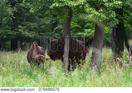 European Bison (bison Bonasus), Also Known As Wisent Or The European Wood Bison Grazing  In The Wood