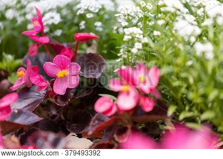 Close-up Of A Beautiful Flower Bed With White And Red Alissum Flowers