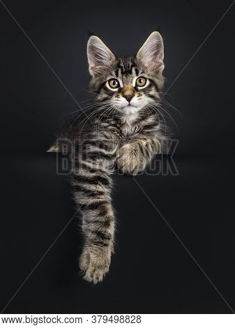 Cute Black Tabby Mackarel Maine Coon Cat Kitten,laying Down Facing Front Over Edge. Looking Towards 