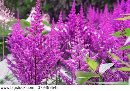 Purple Astilba Flowers In The Summer Garden.