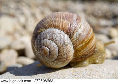 White Snail Close Up On The Rocky Shore Of The Baltic Sea. Lymnaea Stagnalis.