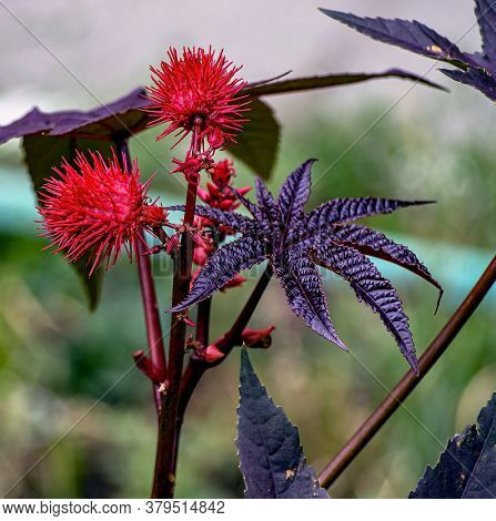 Bright Interesting Plant With The Latin Name Ricinus Communis, Macro