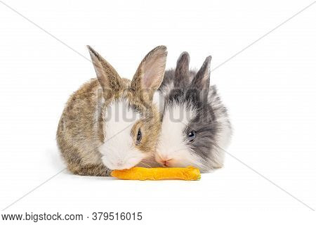 Adorable Two Bunnies Or Rabbits  Eating Carrot On Isolated White Background With Clipping Path. It's