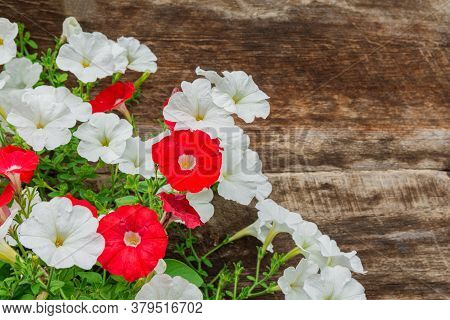 Large Flowers Of Red And White Petunia Are Arranged On A Wooden Background. There Is A Place For The