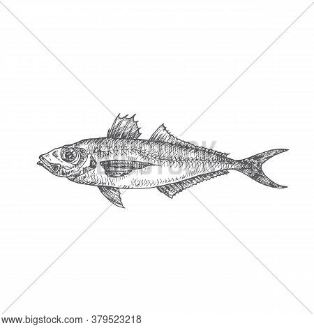 Horse Mackerel Hand Drawn Doodle Vector Illustration. Abstract Seafood Fish Sketch. Engraving Style 