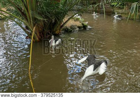 Australian Pelican Pelecanus Swimming. The Australian Pelican Has The Longest Beak Of Any Bird