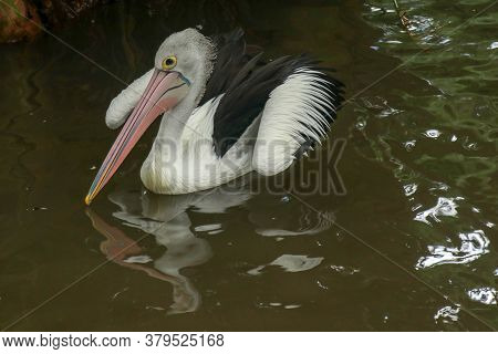 Australian Pelican Pelecanus Swimming. The Australian Pelican Has The Longest Beak Of Any Bird