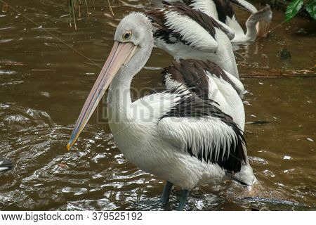 Australian Pelican Pelecanus Swimming. The Australian Pelican Has The Longest Beak Of Any Bird