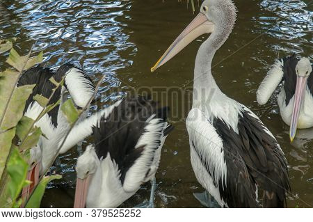 Australian Pelican Pelecanus Swimming. The Australian Pelican Has The Longest Beak Of Any Bird
