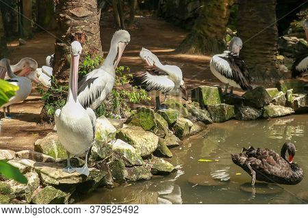Group Of Australian Pelicans, Pelecanus , Swims In The Water. It Is A Large Waterbird In The Pelecan