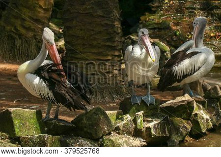 Group Of Australian Pelicans, Pelecanus , Swims In The Water. It Is A Large Waterbird In The Pelecan