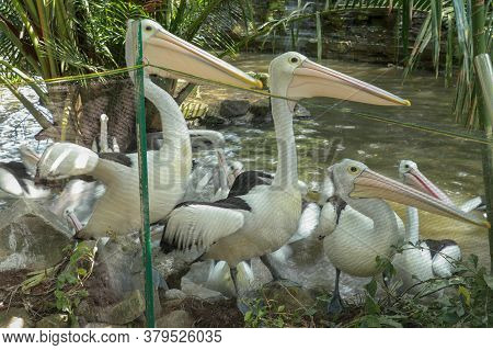 Group Of Australian Pelicans, Pelecanus , Swims In The Water. It Is A Large Waterbird In The Pelecan