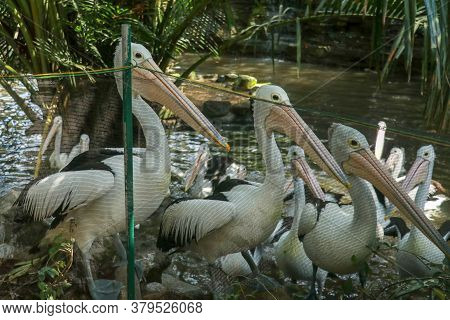 Group Of Australian Pelicans, Pelecanus , Swims In The Water. It Is A Large Waterbird In The Pelecan
