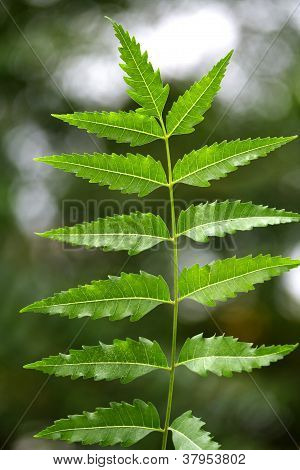 Neem listy azadirachta Indica