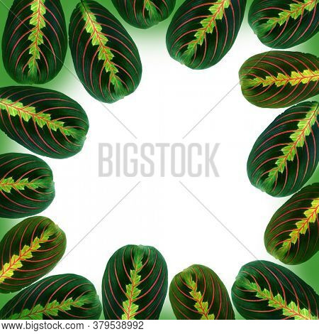 Maranta leuconeura erythroneura on a white background. Tropical leaves