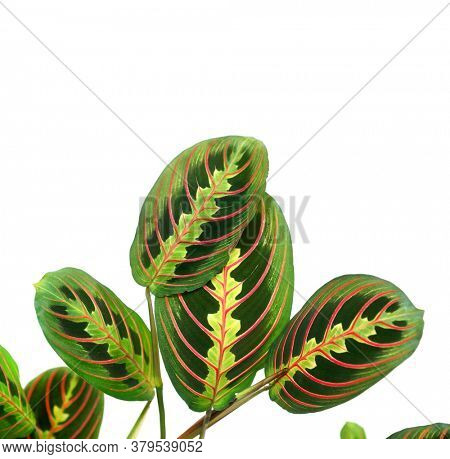 Maranta leuconeura erythroneura on a white background. Tropical leaves