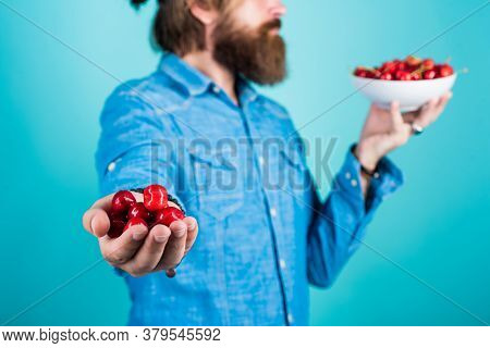 Seasonal Cherry Harvest In Industrial Orchard. Full Pot Of Cherries. Man Holding Ripe Sweet Cherries