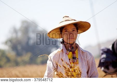 SHAN STATE, MYANMAR - FEBRUARY 04: Shan woman with traditional thanakha on her face is croping wheat harvest on February 04, 2011 in rural area, Shan state, Myanmar.