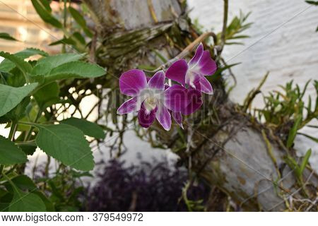 Purple Flower, Orchid On The Tree, In The Garden