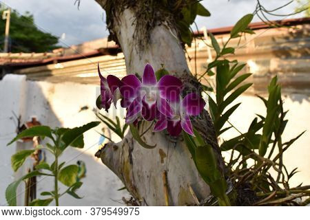 Purple Flower, Orchid In The Natural Tree