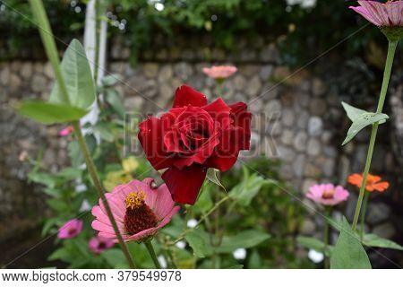 Red Rose Highlighted In The Colorful Garden