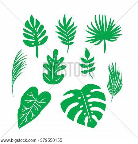 Vector Tropical Palm Leaves, Jungle Green Leaves, Split Leaf, Monstera Leaf Set Isolated On White Ba